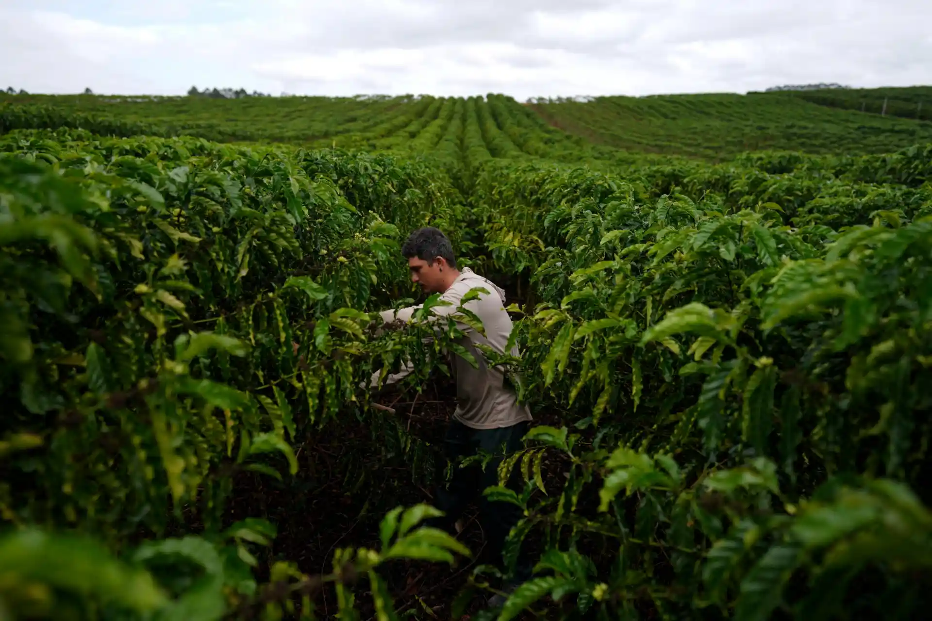 Agricultor cuidando de plantações verdes em uma fazenda sob céu nublado, explorando técnicas de agricultura sustentável para melhorar a produtividade.