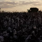 Imea reduz previsão de safra de algodão de MT; mantém projeção para soja e milho