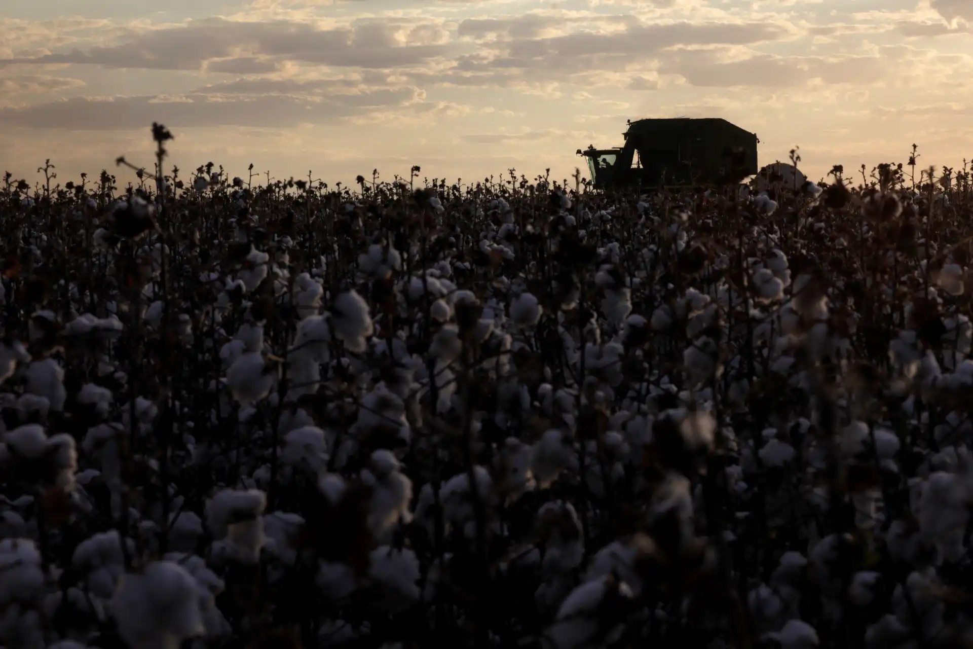 Campo de algodão ao pôr do sol, com uma colheitadeira no horizonte, criando uma cena rural tranquila e produtiva.