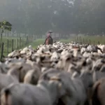 Pará adia rastreamento de gado, sistema chave para evitar desmatamento