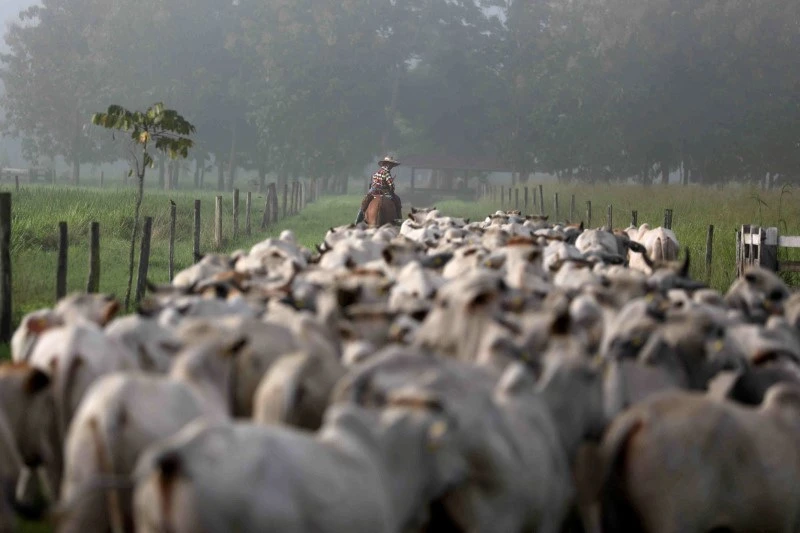 Homem montando cavalo ao longe em pasto do campo, com rebanho de gado na frente e árvores ao fundo, cenário rural brasileiro.