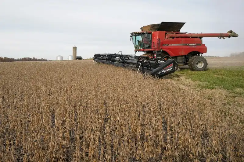 Harvester em campo de soja durante a colheita, mostra uma grande máquina agrícola vermelha operando em uma plantação de soja dourada ao pôr do sol.