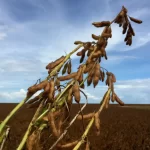Semeadura de soja no Brasil está próxima do fim, diz Pátria Semeadura de soja no Brasil está próxima do fim, diz Pátria