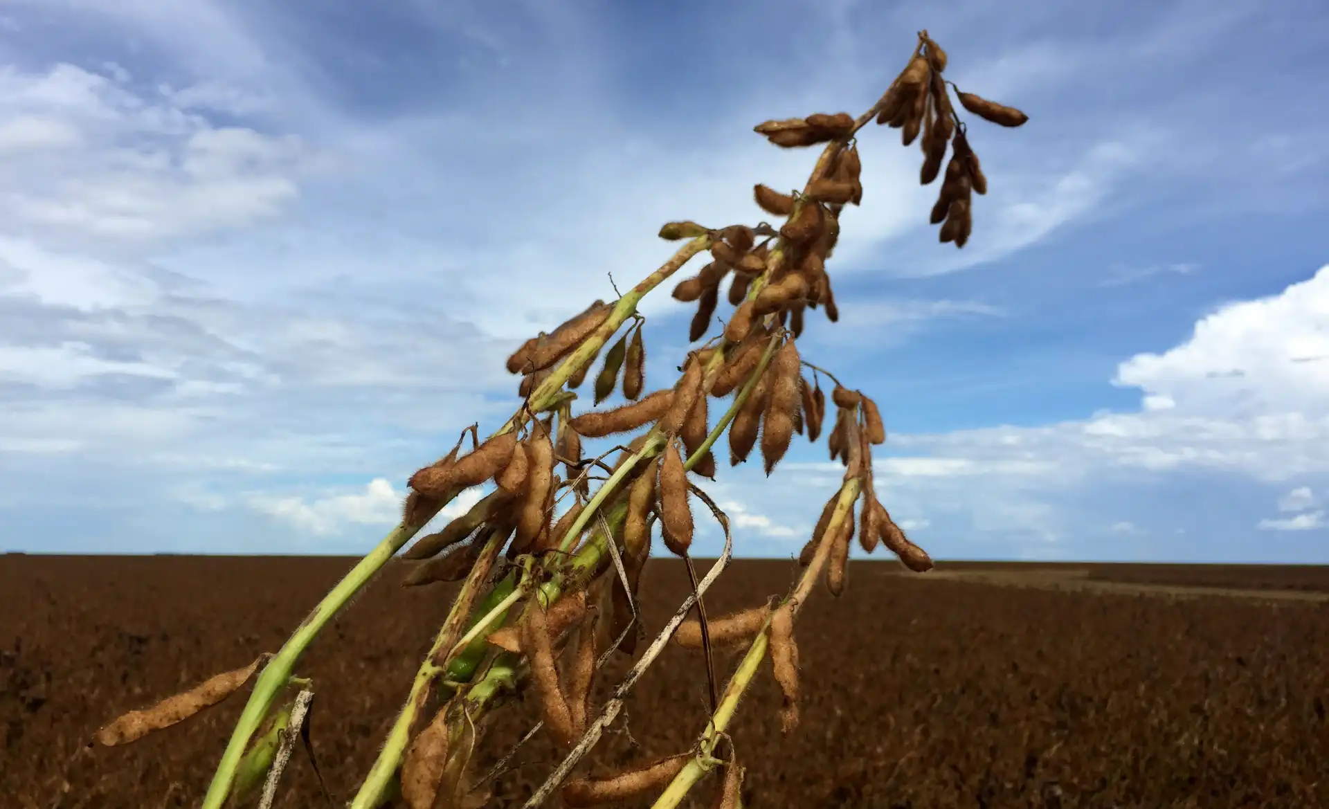 Planta de soja murcha em campo agrícola sob céu parcialmente nublado, destacando-se na colheita e produção de soja no Brasil.