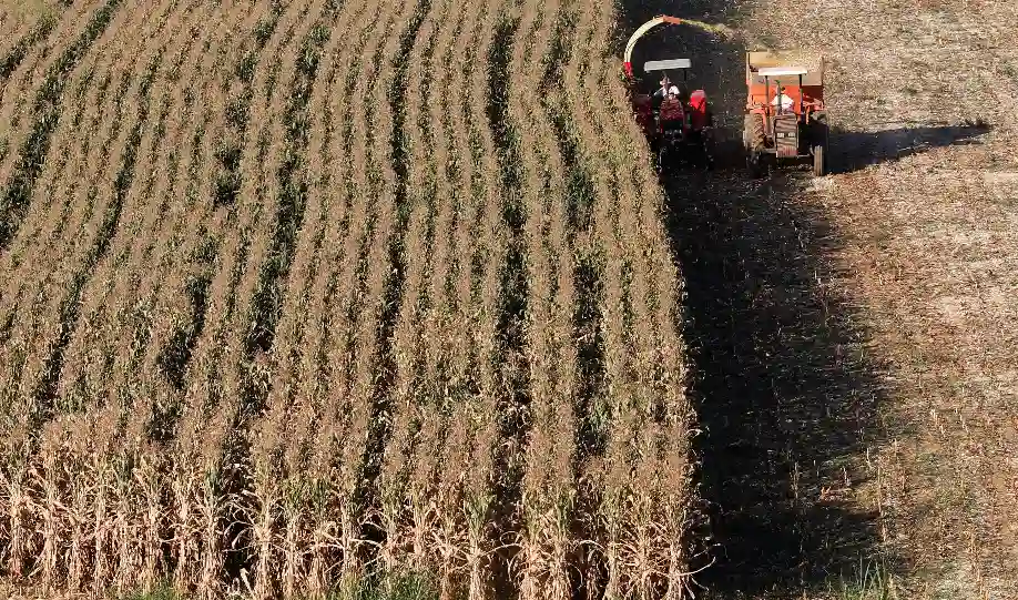 Trator agrícola trabalhando em campo de milho durante a colheita na zona rural brasileira, facilitando a agricultura e a produção de alimentos.