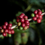 Exportação de café pelo Brasil atinge recorde de US$15,6 bi em 2025