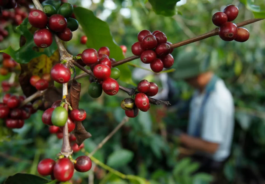 Grãos de café maduros e verdes crescendo em uma planta, com uma pessoa ao fundo no ambiente de um campo de cultivo.