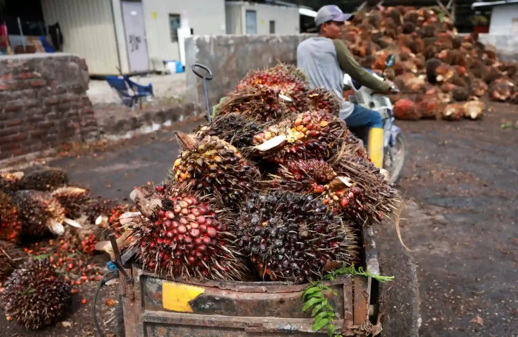 Detalhes de um carrinho de mão carregado com sementes de jatobá, uma fruta típica brasileira, no meio de uma rua, com uma pessoa ao fundo. Ideal para conteúdo sobre frutos brasileiros e comércio de sementes.