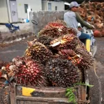 Maior oferta e fraca demanda por biocombustíveis devem reduzir média de preços do óleo de palma em 2026