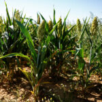 Limitada agora, exportação de sorgo do Brasil deve avançar no 2º semestre, diz chinesa Hang Tung Limitada agora, exportação de sorgo do Brasil deve avançar no 2º semestre, diz chinesa Hang Tung