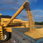 AgRural corta previsão de safra de soja do Brasil para 178 mi t por perdas no RS AgRural corta previsão de safra de soja do Brasil para 178 mi t por perdas no RS