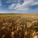 Com menor área em 26 anos, safra de trigo do Paraná deve cair 12% em 2026, prevê Deral Com menor área em 26 anos, safra de trigo do Paraná deve cair 12% em 2026, prevê Deral