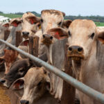 China reabilita três frigoríficos brasileiros exportadores de carne bovina, diz Abiec