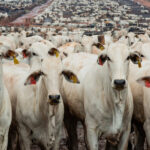 EXCLUSIVO-Brasil e Austrália pressionam China para permitir maior embarque de carne bovina, dizem fontes