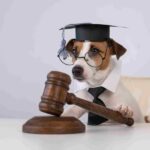 Lei 15.392/2026: A nova era da custódia compartilhada de pets no Brasil