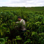 USDA projeta recorde para safra de café do Brasil e vê salto de 30% na exportação