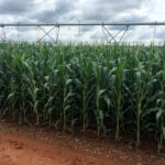 AgRural estima segunda safra de milho em 110,5 mi t em 2026 AgRural estima segunda safra de milho em 110,5 mi t em 2026