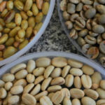 Colheita de café de cooperados da Cooxupé atinge 67,3%