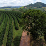 Colheita de café de cooperados da Cooxupé atinge 74,6% da área e supera ritmo de 2025 Colheita de café de cooperados da Cooxupé atinge 74,6% da área e supera ritmo de 2025