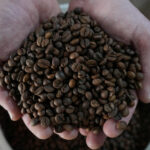 Colheita de café 26/27 no Brasil alcança 90%, diz Safras