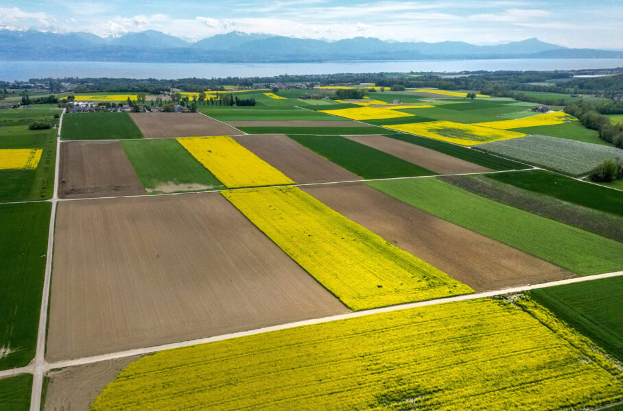 Preços do farelo de soja e do farelo de canola sobem na China por preocupações com oferta