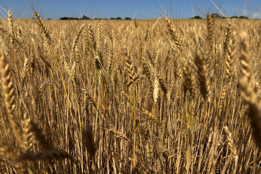 Dívida agrícola dos EUA atinge nível recorde; dados oficiais podem subestimar valor