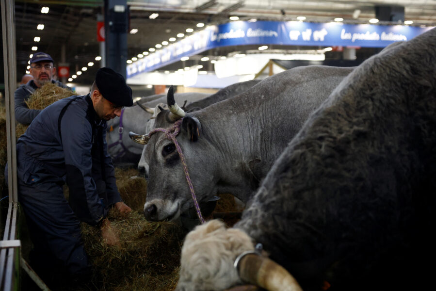 França registra primeiro caso humano do vírus Shamonda que afeta animais de criação